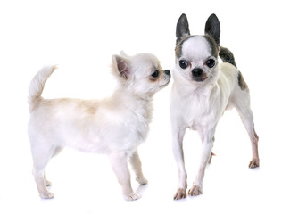 chihuahuas in studio