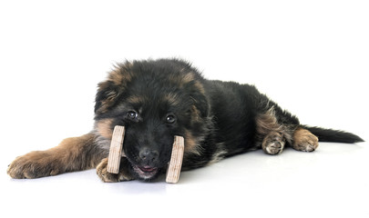 puppy german shepherd
