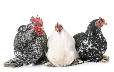 pekin chicken in studio