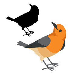 robin bird vector illustration flat style  silhouette