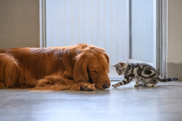The kitten and the Golden retriever