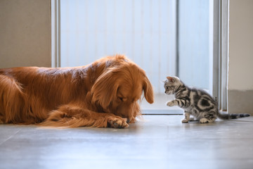The kitten and the Golden retriever