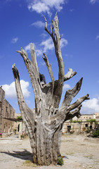 Old withered cypress