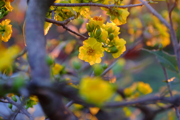 spring flower, yellow apricot blossom