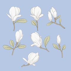 Obraz premium Set of floral elements. Bundle of Linear sketch of Magnolia Flowers. Collection of Hand drawn style black and white line illustrations on a white background. Vector illustration
