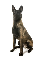 belgian shepherd malinois