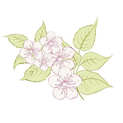 Sakura flowers elements. Collection of spring flowers on a white background. Vector illustration bundle.