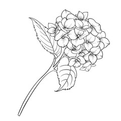Blooming flower hydrangea on white background. Mop head hydrangea flower isolated against white. Beautiful flowers in style of engraving. Vector illustration.
