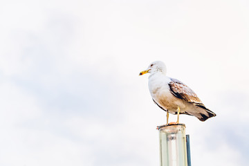 A huge seagull standing on a street light