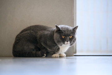 Cute British short hair cat, shot indoors