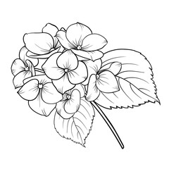 Blooming flower hydrangea on white background. Mop head hydrangea flower isolated against white. Beautiful flowers in style of engraving. Vector illustration.