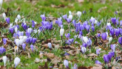 Springs Flowers A, Carpet of the Spring Flowers in Public Park in Gloucester England, captured in March 2018, shallow depth of field