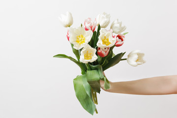 Bright bouquet of white and pink spring tulips with yellow centers in female hand isolated on white background. Celebration, St. Valentine's Day International Women's Day birthday holiday concept.