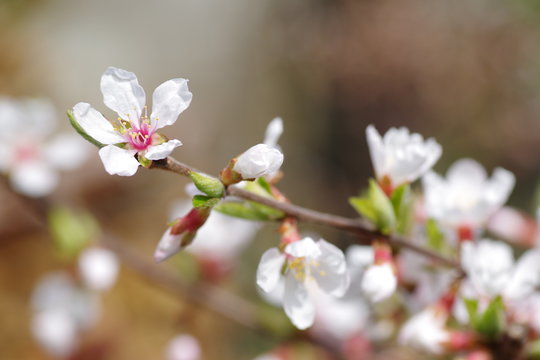44 Best 山桜桃梅 Images Stock Photos Vectors Adobe Stock