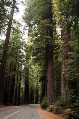 Obraz premium The Avenue of the Giants in Northern California, Usa