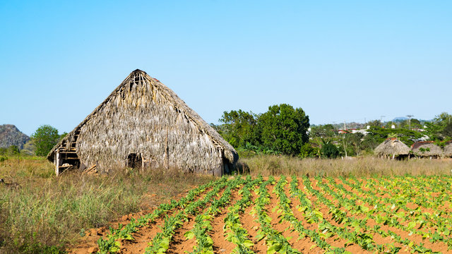 Feld mit Tabak Pflanzen und einer Scheune in Kuba