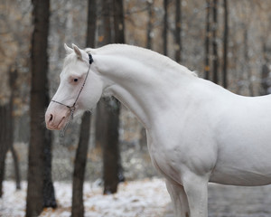 Portrait of white cremello horse on nature background in winter	