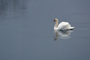 Obraz premium Mute swan on river Krka