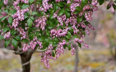 馬酔木の花が咲く