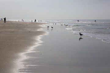 People wandering near the shore on a sandy beach at sunset