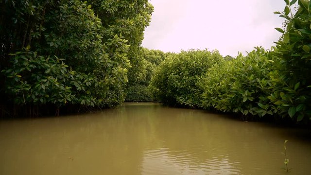 Hutan mangrove ayah kebumen view from boat moving forward