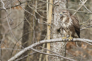 Buse variable