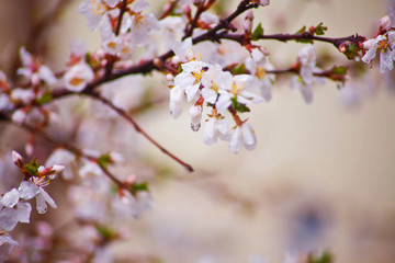 Fototapeta na wymiar Cherry blossoms in the rain