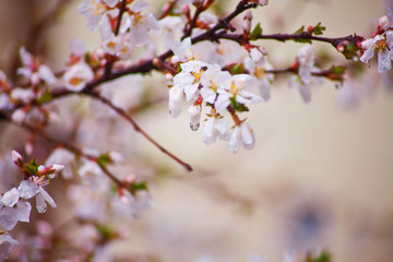 Cherry blossoms in the rain