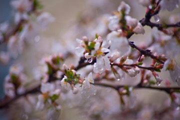 Cherry blossoms in the rain