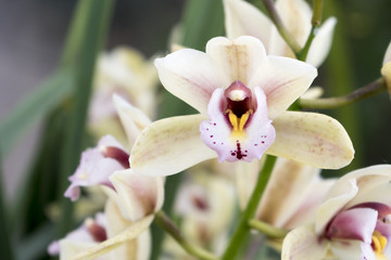 Fototapeta na wymiar Nahaufnahme von einer weißen Orchideenblüte
