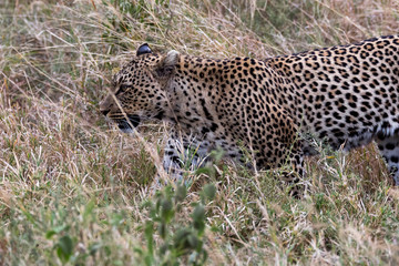 Fototapeta na wymiar Wilde Leopardin - Afrika