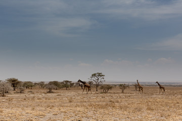 Fototapeta na wymiar Afrika - Savanne