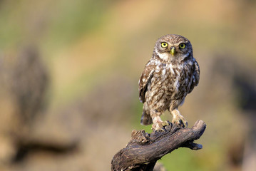 Obraz premium The little owl (Athene noctua) stands on a branch on a colorful background