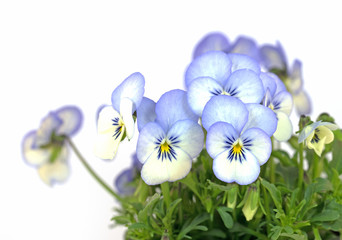 Hornveilchen, Viola cornuta