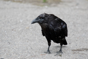 Common raven (Corvus corax) Eating dragonfly in Northwest Territories NWT Canada