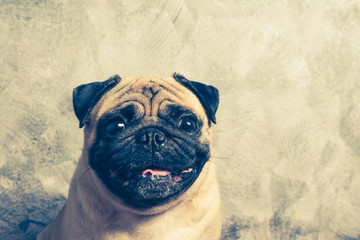 Close up face of cute pug dog. vintage tone