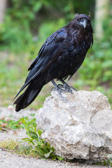 Common Raven (Corvus corax) in Northwest Territories NWT of Canada