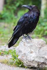 Common Raven (Corvus corax) in Northwest Territories NWT of Canada