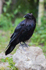 Common Raven (Corvus corax) in Northwest Territories NWT of Canada