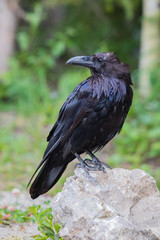 Common Raven (Corvus corax) in Northwest Territories NWT of Canada