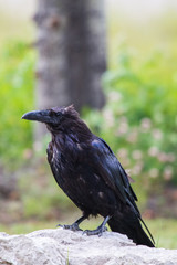 Common Raven (Corvus corax) in Northwest Territories NWT of Canada