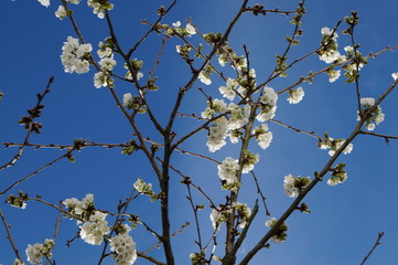 Cerezo en flor