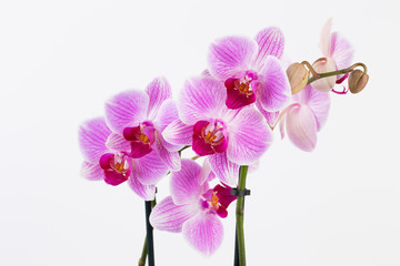 Beauty orchid on a white background.
