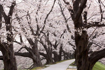 早朝の背割り堤の桜