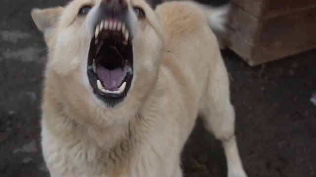 angry dog growling, slow motion