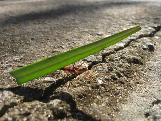 a red ant working hard, carrying a leave