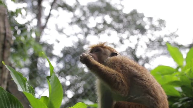 monkey on a tree close-up.