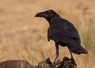 Obraz premium crow perched on old wood of tree (Corvus corax)