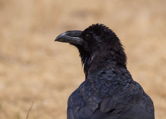 raven portrait (Corvus corax)