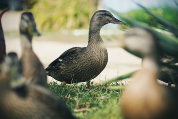 duck